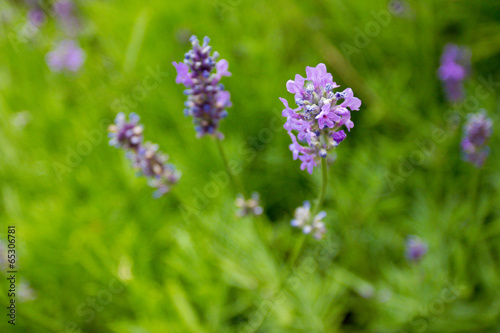 Close-up view of lovely lavender flowers  shallow DOF 