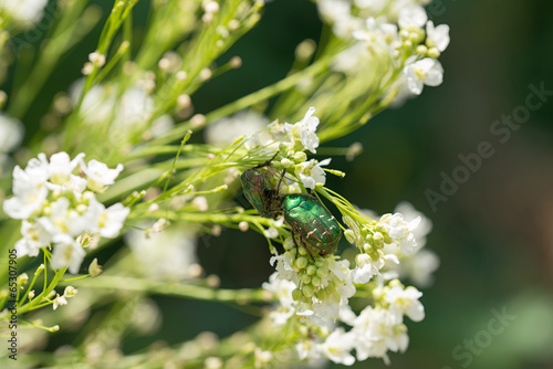 Two green rose chafer are seating on the flowers in the garden.