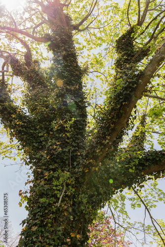 Ivy Tree