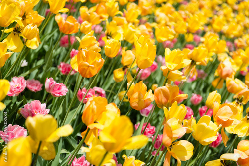 Tulip Heaven