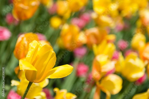 Tulip Heaven