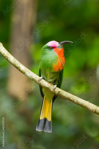 Portrait closeup of Red-bearded Bee-eater