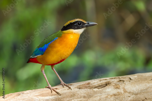 Blue-winged Pitta (Pitta moluccensis) on the wood in nature