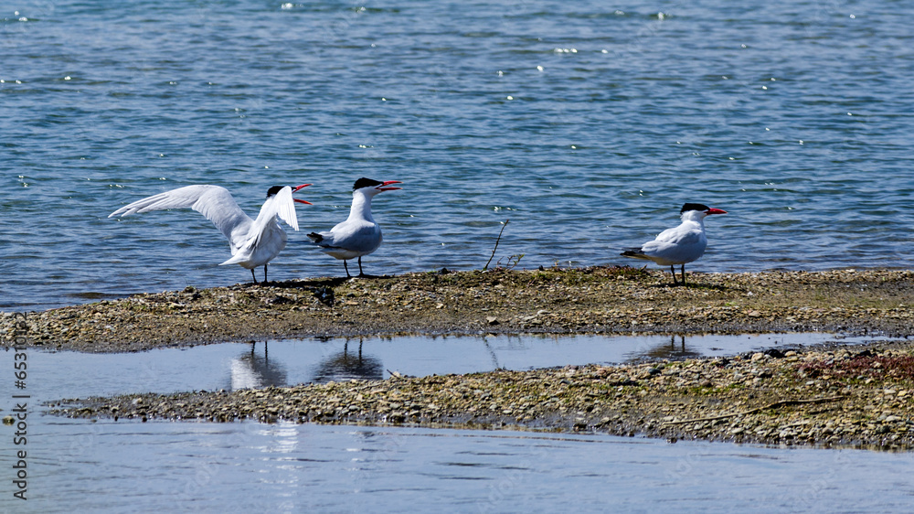 Obraz premium Caspian Terns