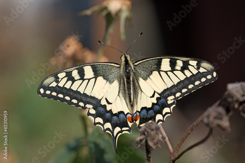 Close up of Papillion Machaon butterfly.