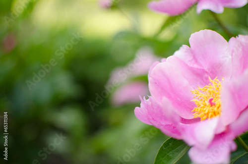 Peony flower bloom
