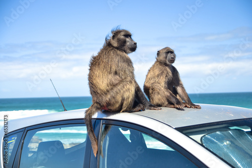 Chacma baboons (Papio ursinus) sitting on a car, South Africa