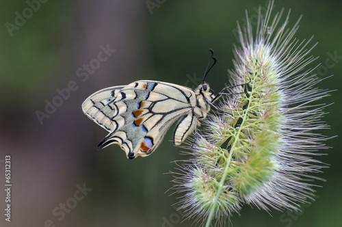 Papilio machaon © Stefania Loriga