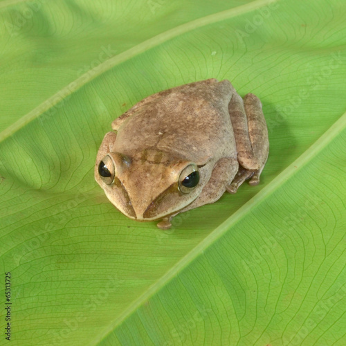 Frog at Khao Sok National Park, Thailand