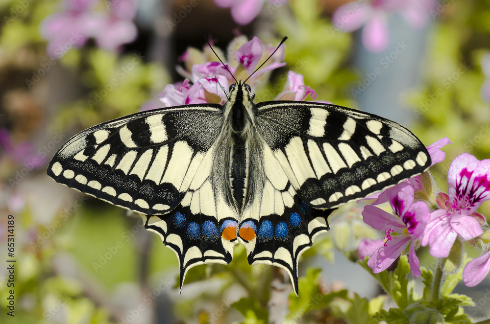 Fototapeta premium Papilio machaon