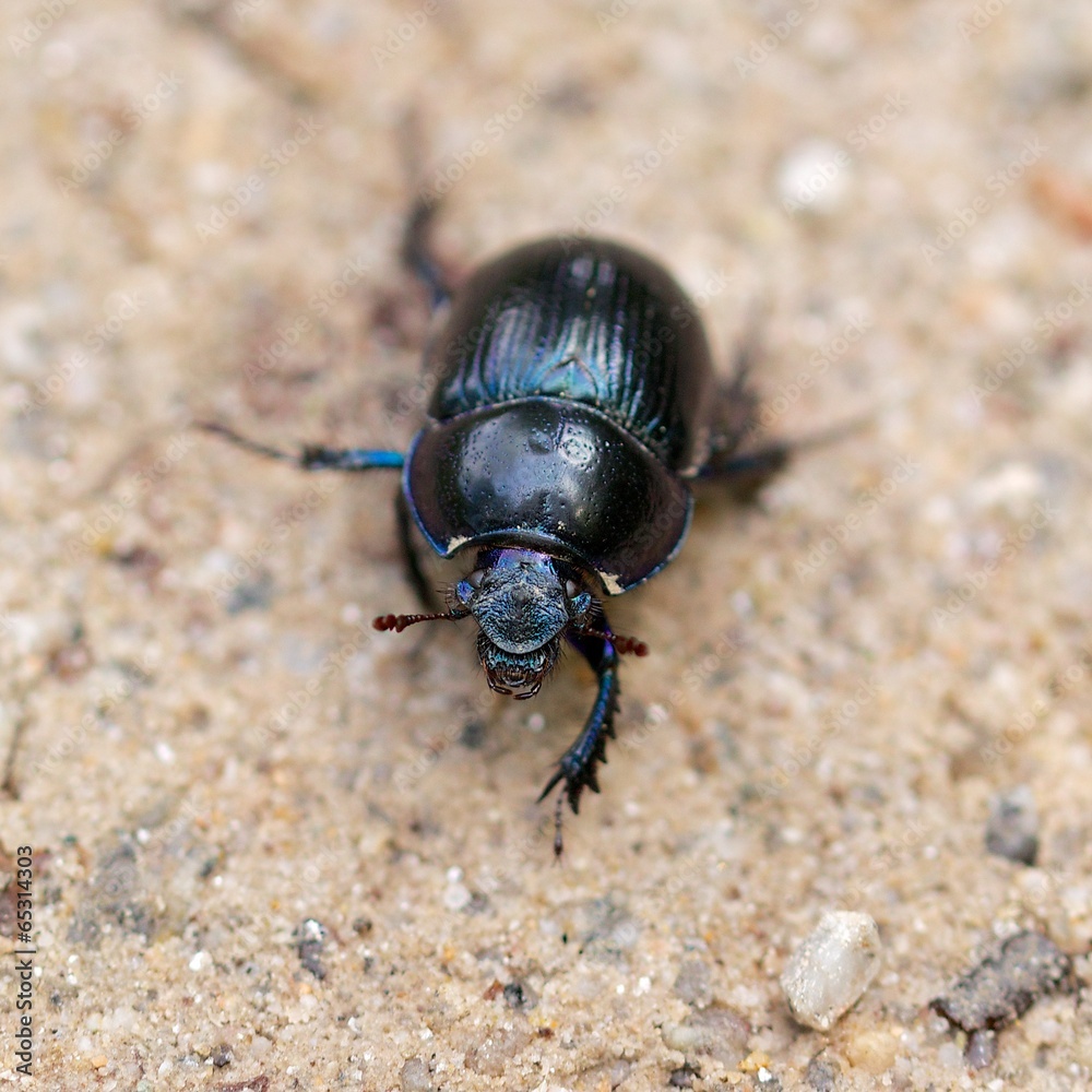 Macro shot of a common dung beetle walking in the sand Macro shot of a common dung beetle walking in the sand