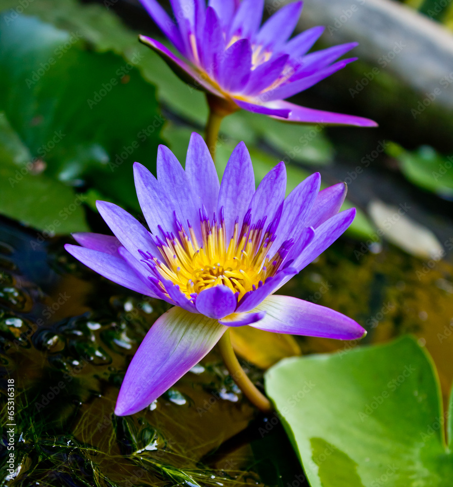 Purple lotus flowers and lotus flowers as a backdrop. Purple lotus flowers and lotus flowers as a backdrop.