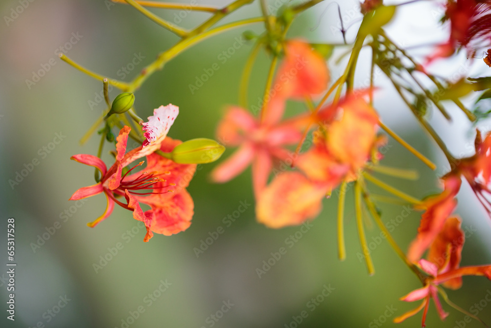 like orchid, little orange flower on green garden background like orchid, little orange flower on green garden background