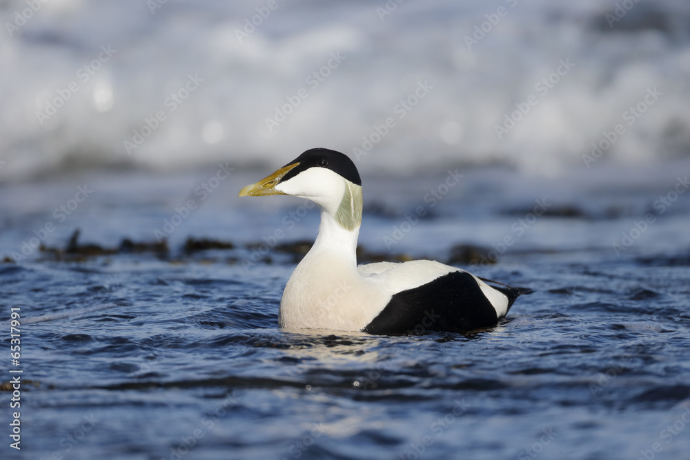 Eider duck, Somateria mollissima Eider duck, Somateria mollissima