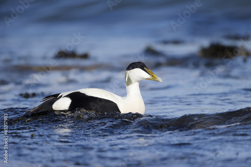 Eider duck  Somateria mollissima