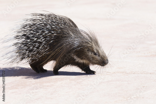 porcupine walking photo