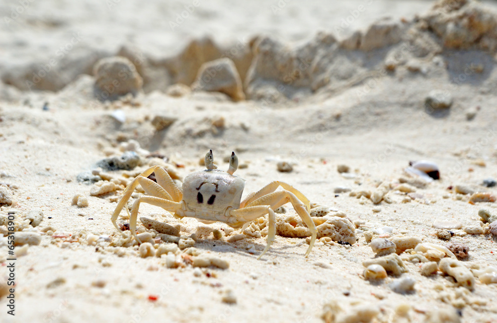 Close Up of a Ghost Crab on White Sand Beach Close Up of a Ghost Crab on White Sand Beach