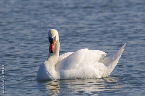 Swan on the water 02