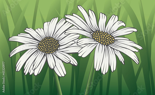Fototapeta Naklejka Na Ścianę i Meble -  Daisies