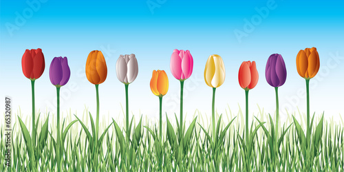 Tulips In Grass