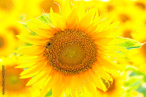 Sunflower close up, backlit
