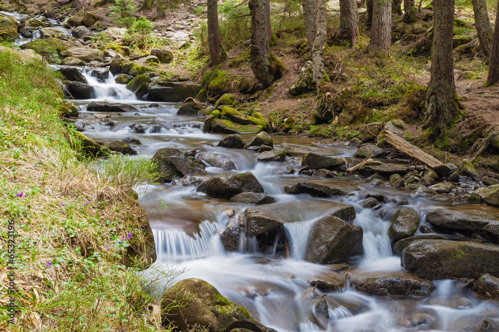 Obraz premium forest stream