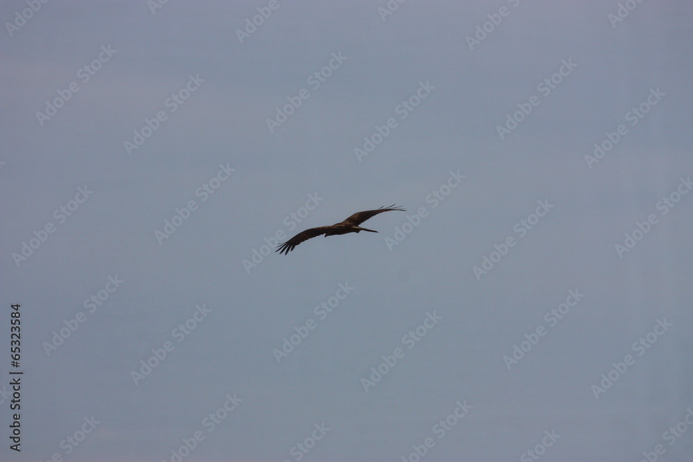 Adler im Flug Adler im Flug
