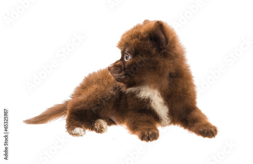 Pomeranian spitz puppy © Andrei Starostin