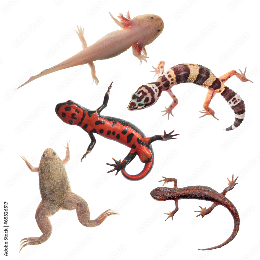 Fototapeta premium Set of amphibians and reptiles isolated on white background