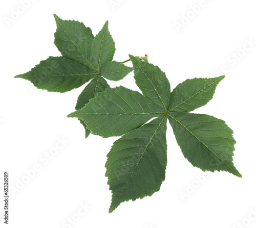 Green leaves isolated on white