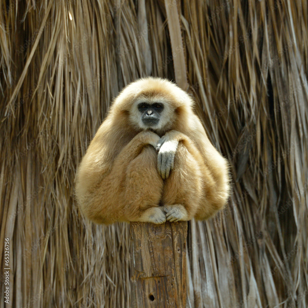 Fototapeta premium White Cheeked Gibbon at the zoo