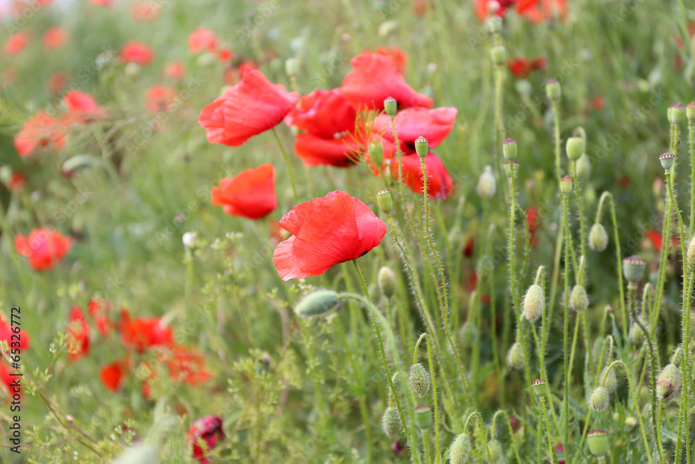 Fototapeta premium Poppy flowers, outdoors