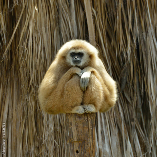 White Cheeked Gibbon at the zoo