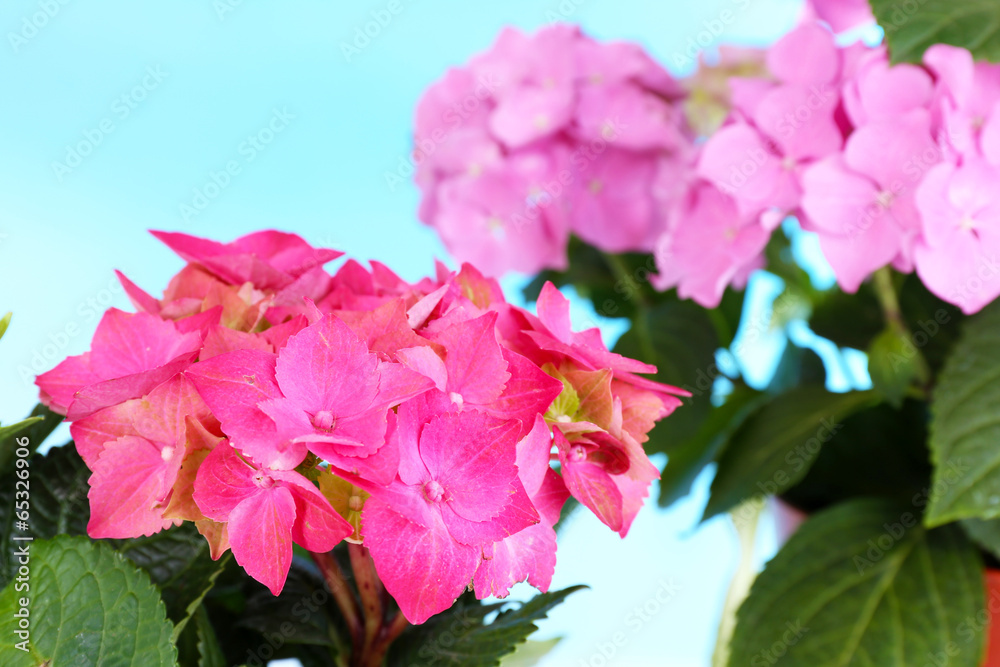 Bouquet of hydrangea close-up on natural background Bouquet of hydrangea close-up on natural background