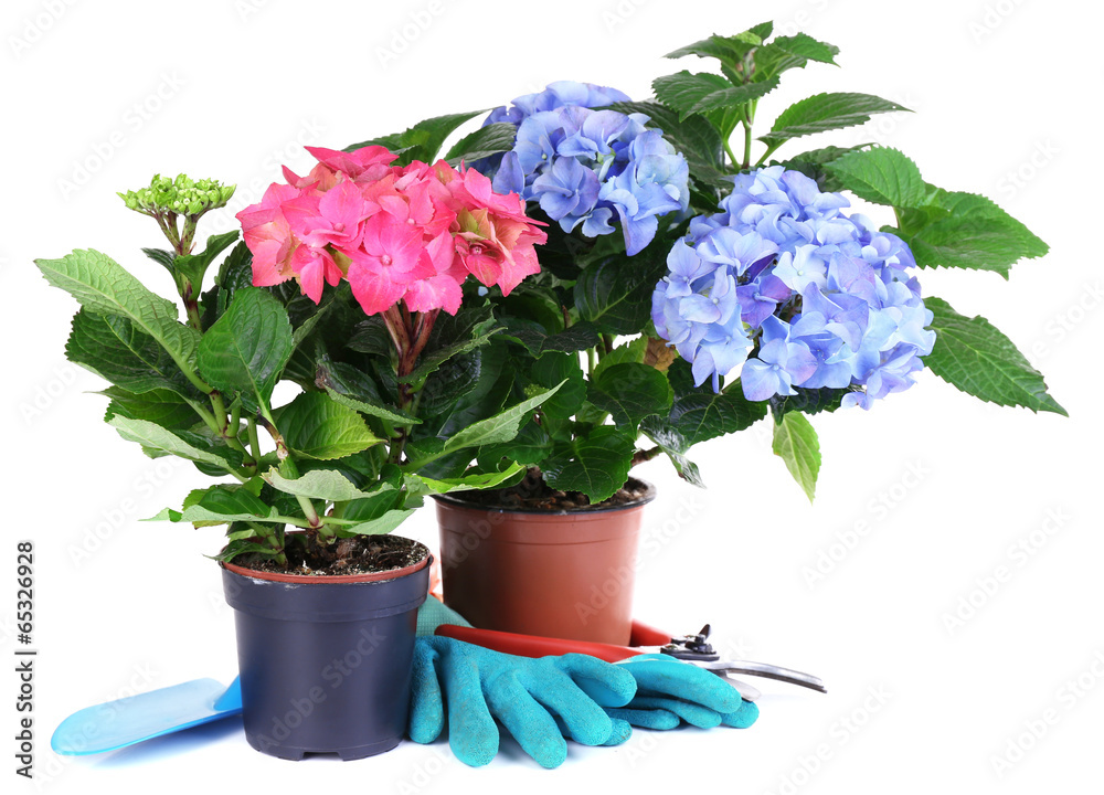 custom made wallpaper toronto digitalHydrangeas in flowerpots with garden tools isolated on white