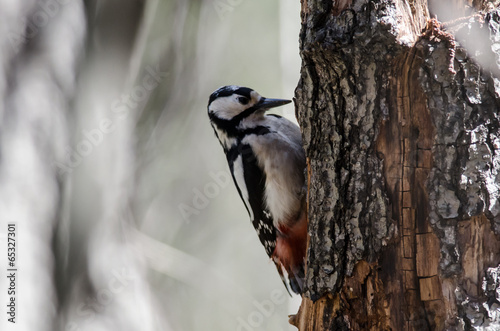 Woodpecker clinging to a tree trunk