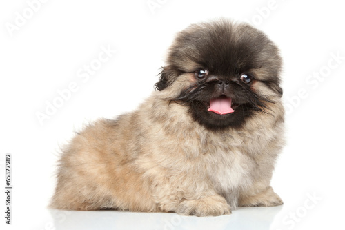 Εκτύπωση καμβά Happy pekingese puppy
