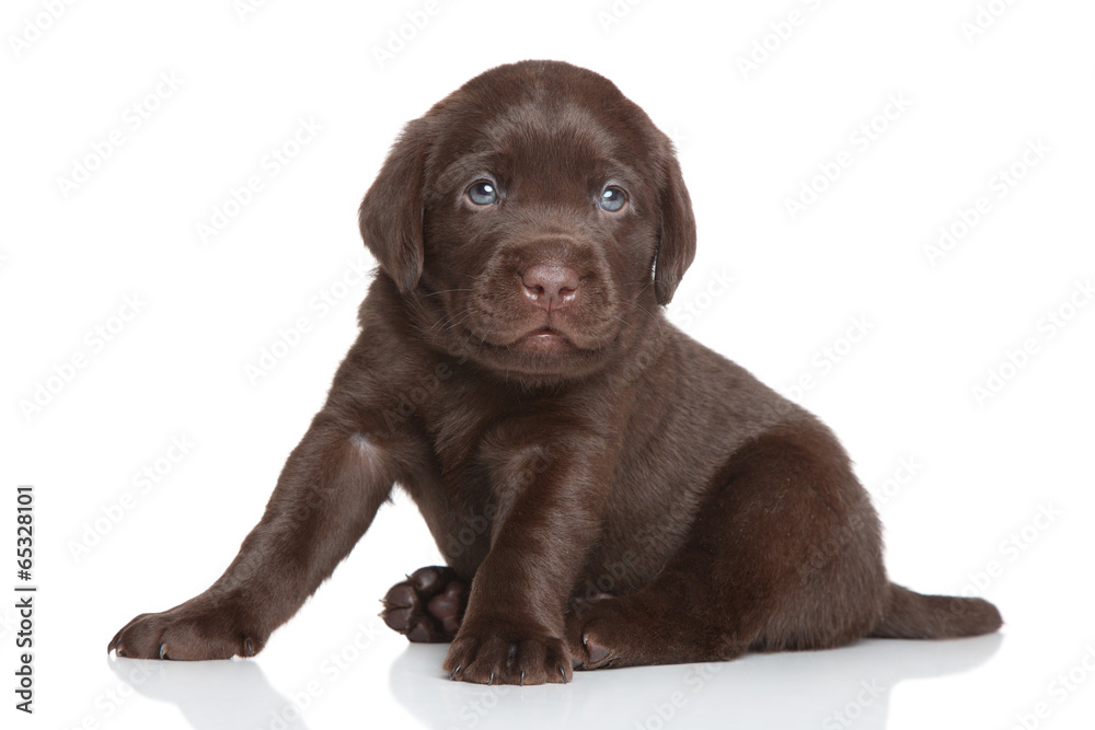 Chocolate Labrador puppy