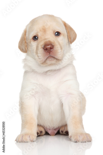 Labrador retriever puppy, portrait © jagodka