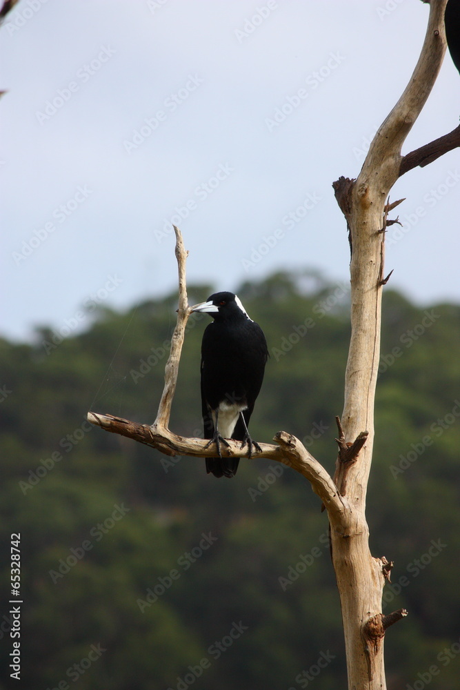 Fototapeta premium schwarz weißer Vogel