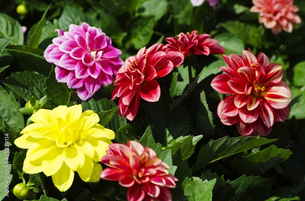 Chrysanthemum Flower Chrysanthemum Flower