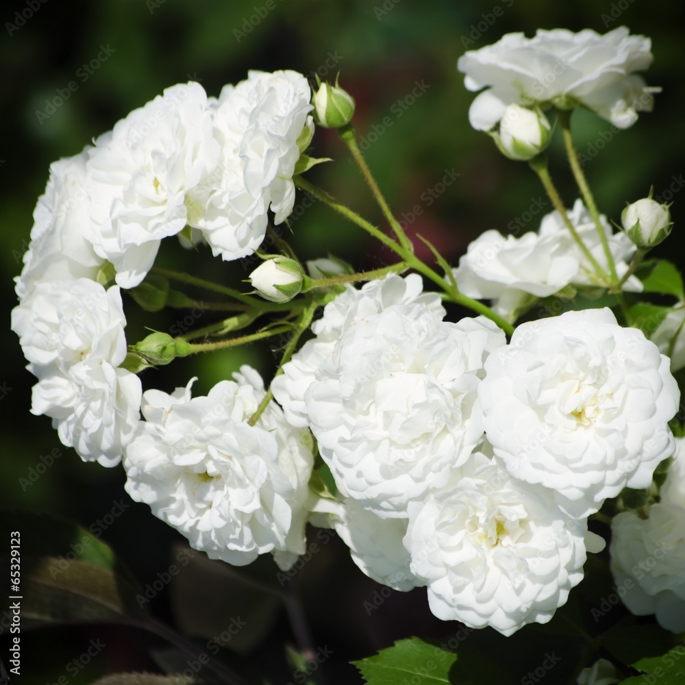 Rose Flower Rose Flower