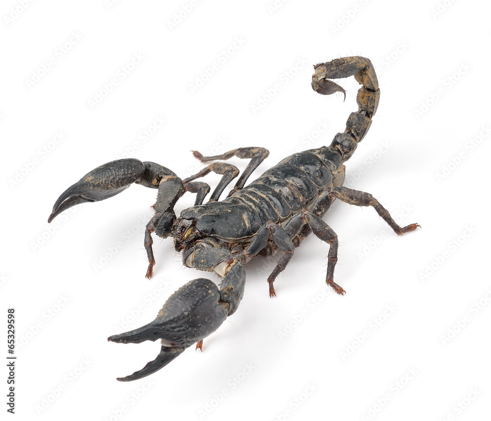 Scorpion isolated on white background Scorpion isolated on white background