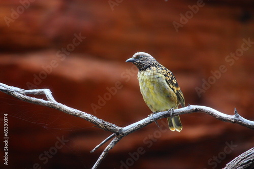 exotischer Vogel