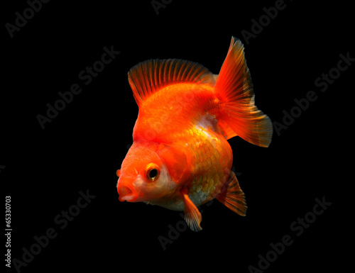 fancy goldfish isolated on black background
