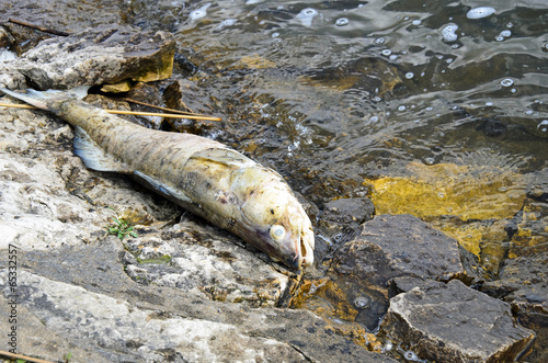 death fish in the water