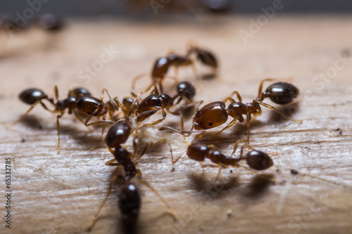 Red imported fire ants