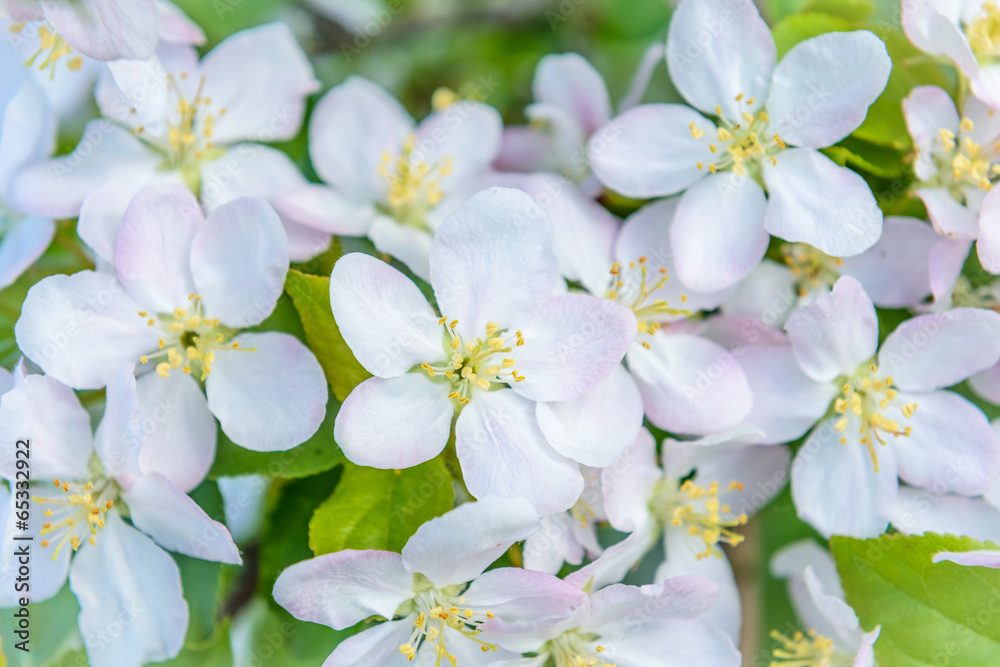 cherry blossoms cherry blossoms