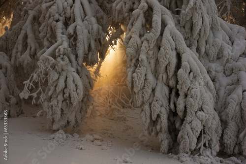 rays of light shows through between the branches covered with sn