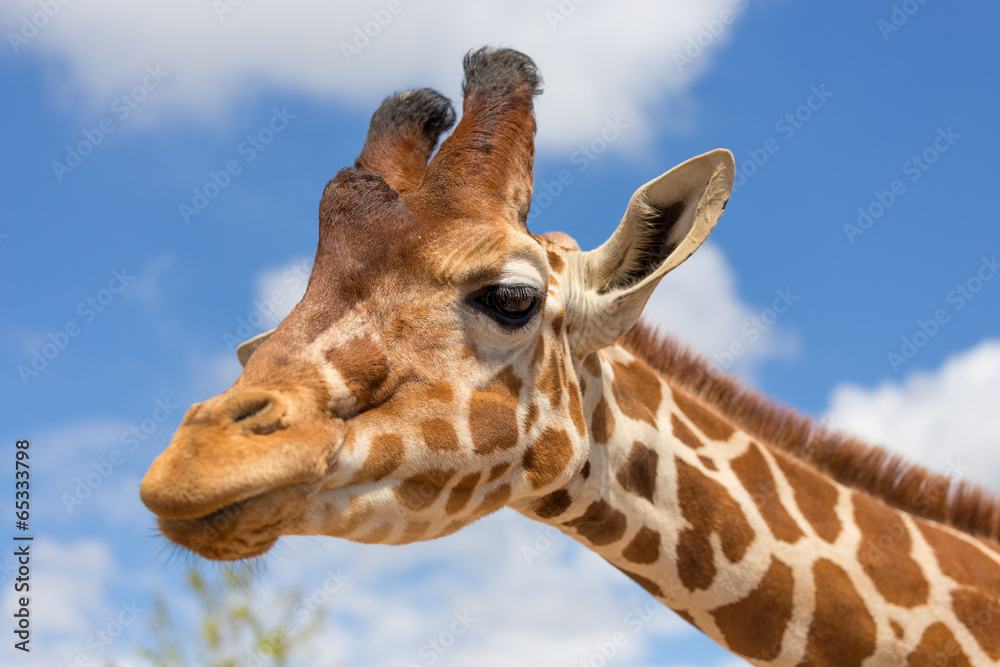 Close up shot of giraffe head